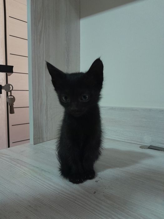 Отдам котят в хорошие руки . Hadiyaga mushuklar