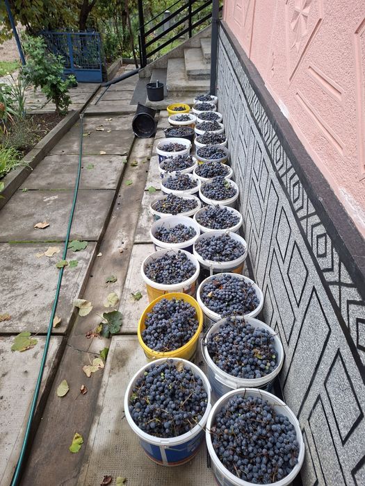 Struguri de vin gata culeși