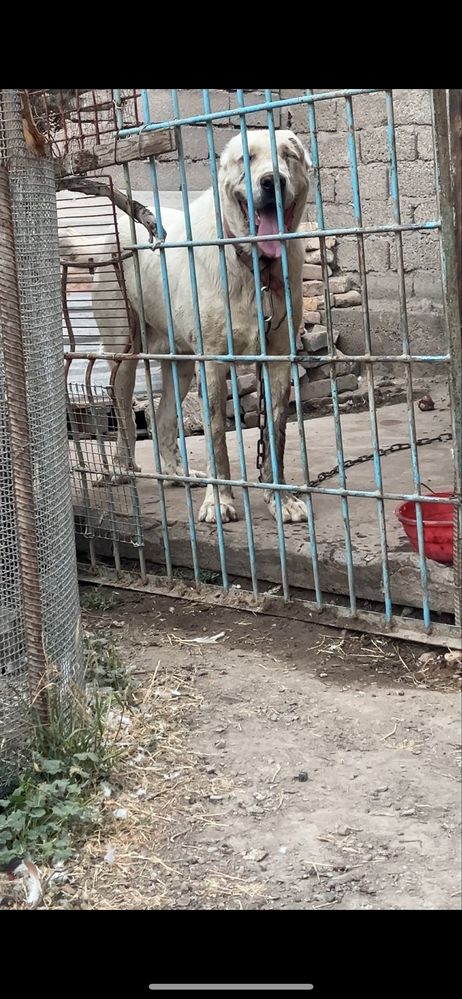 alabay erkak kuchuk sotiladi bir yoshu 6 oylik   500$
