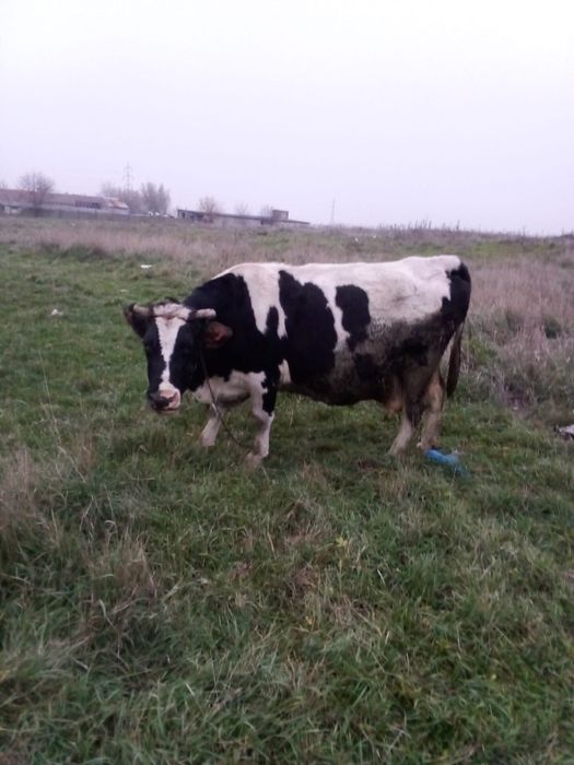 Vând vacă, are patru ani