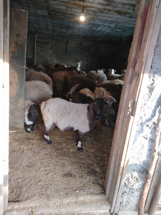 Продам коз и козлов