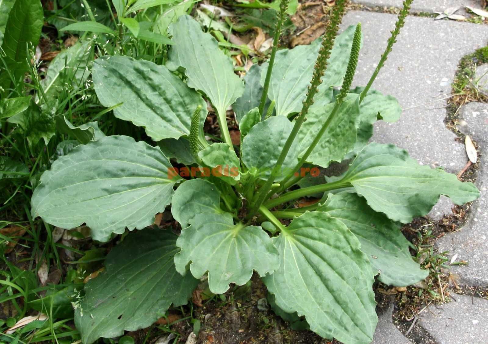 Plante medicinale coada calului soricelului brusture patlagina