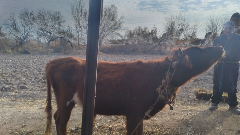 Sifatli Ishonchli mollar bor