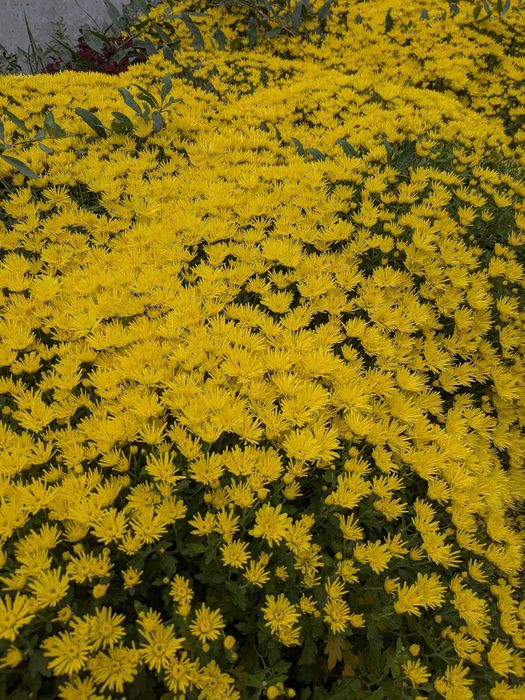 Crizanteme pentru buchet