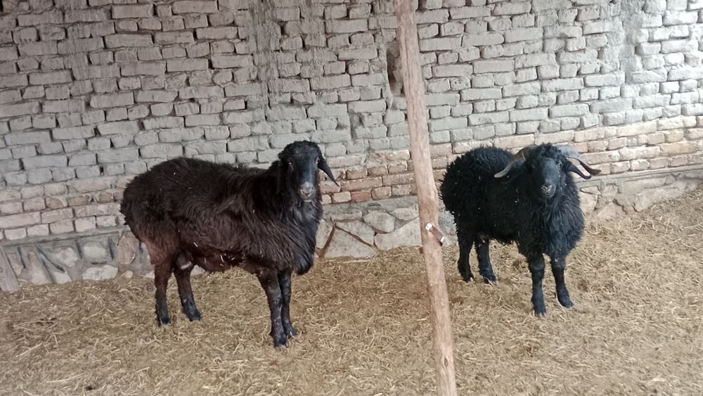 Yosh Qòylar sotiladi