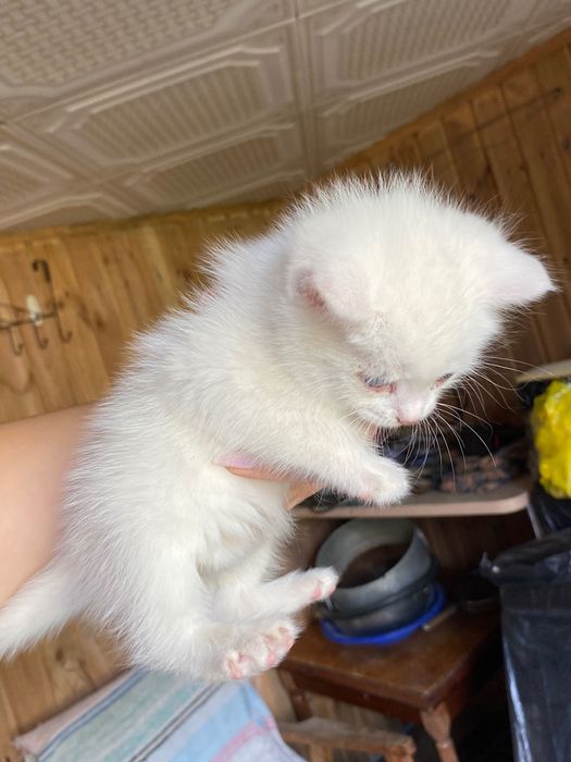 Отдам котят 2 девочки и 1 мальчик