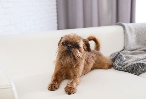 Брюссельский гриффон