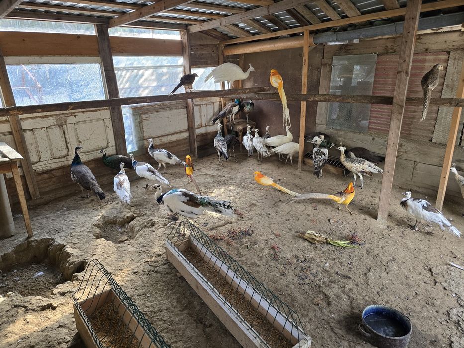 Vand pauni tineri 2025