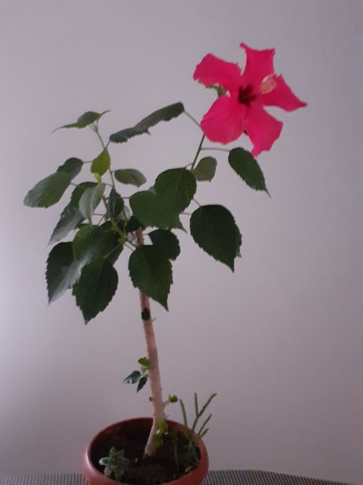 Ghivece cu flori de cameră