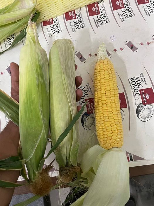 Ширин Макка! Сочная Кукуруза!