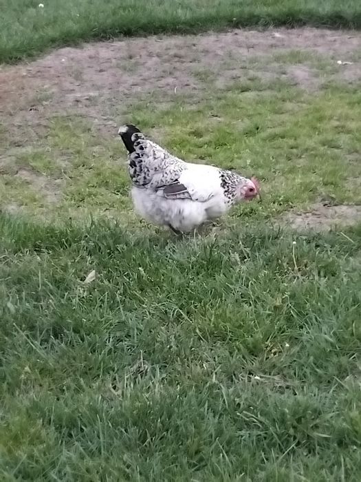 De vânzare. Pereche americană