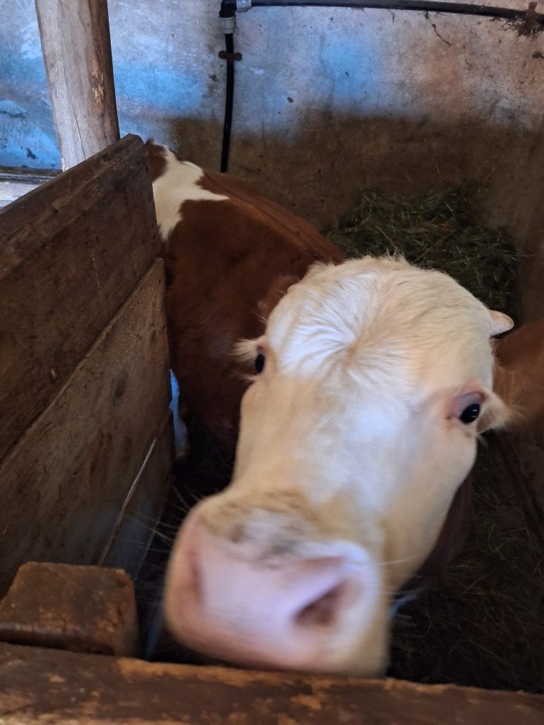 Animale de vanzare