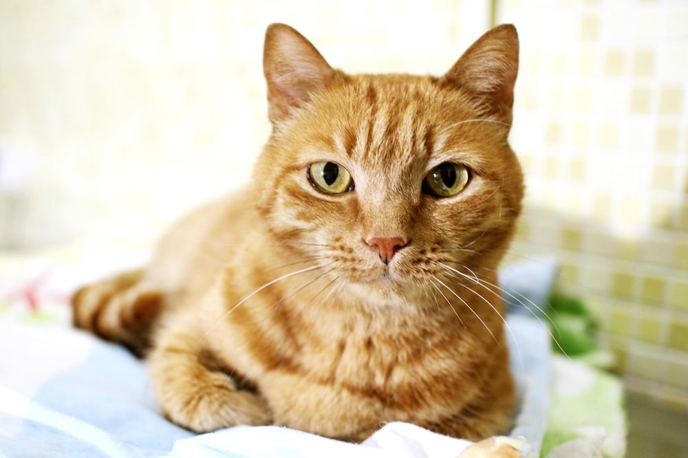 Отдам очень ласкового кота