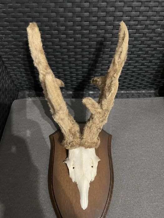 Продавам трофей от сръндак