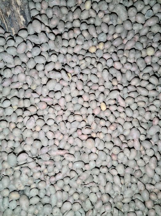 2.50ron/kg. Cartofi consum