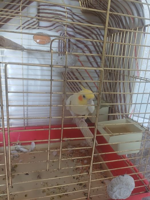 Продам попугая ,ручная певучая,