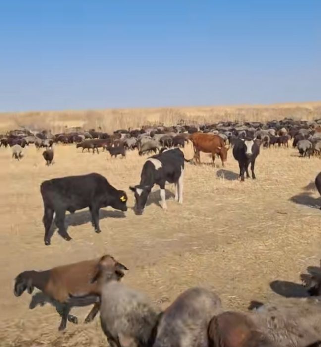 Токтушки баран Кой токты продаю Г.АЛМАТЫ