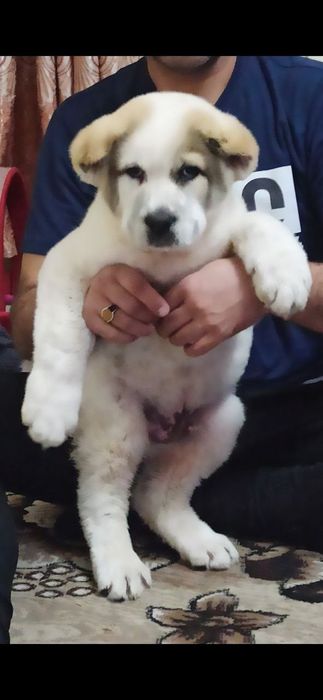 Шенок Алабая чистокровный