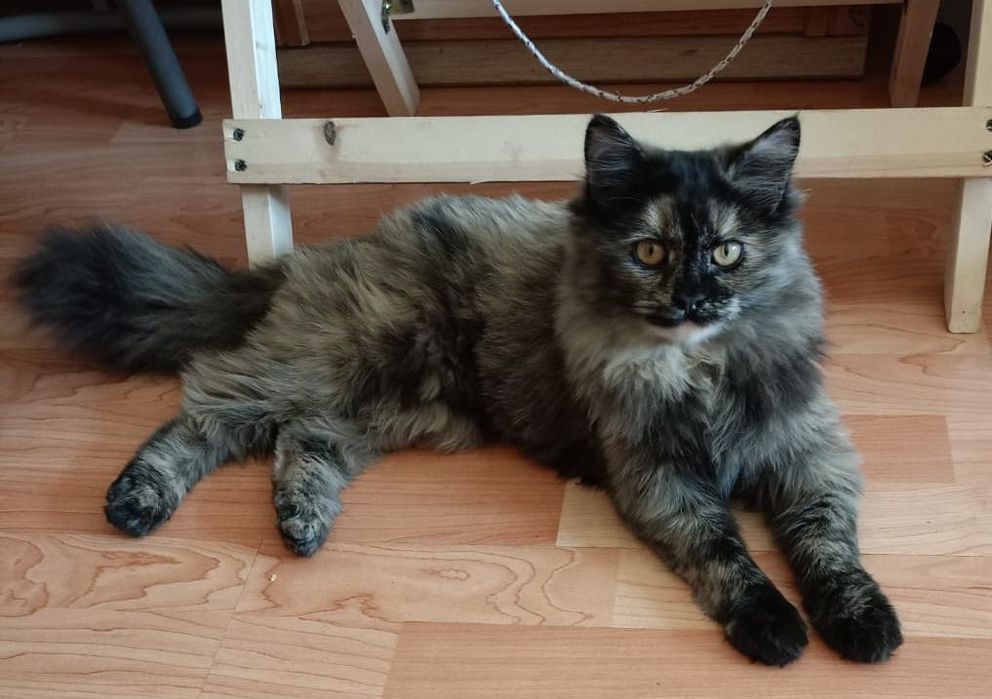 отдам стерилизованных, активных и красивых кошечек