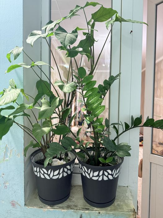 Комнатный растения