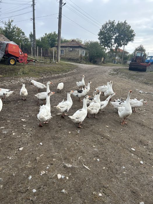 Продавам Гъски/патки