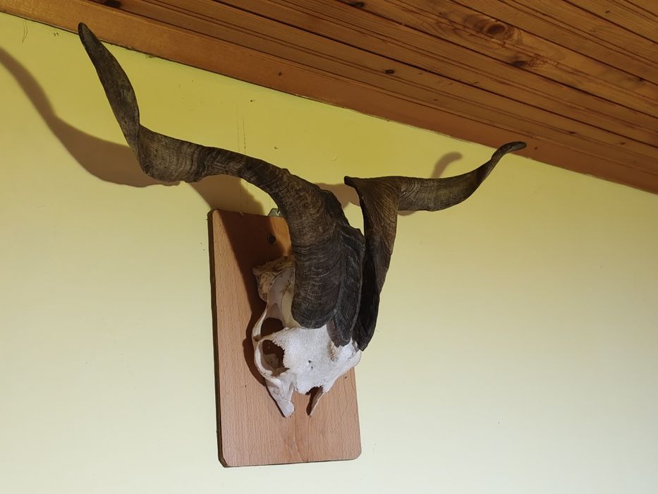 Череп с рога от козел
