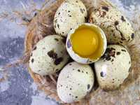 Ouă de prepeliță bio