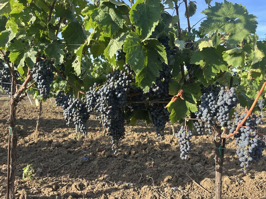 Struguri  de vin