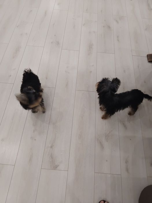 Йорки териер и Йорк териер мини