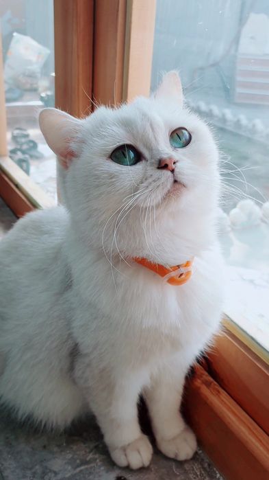 Serebristiy shinshila homilador sotiladi