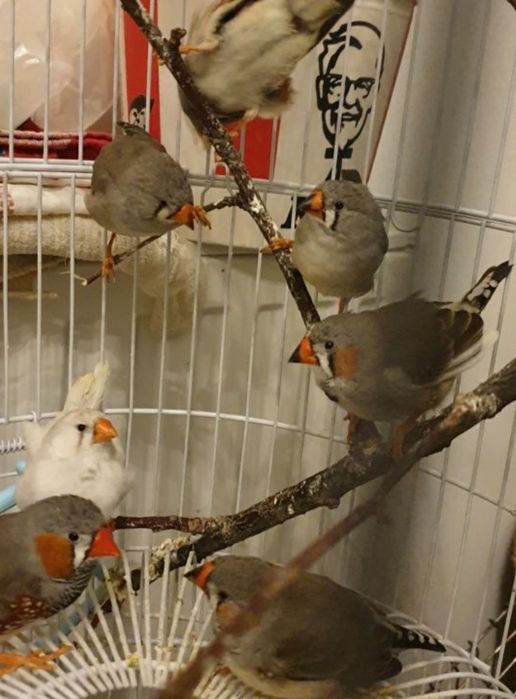 Zebre australiene tinere