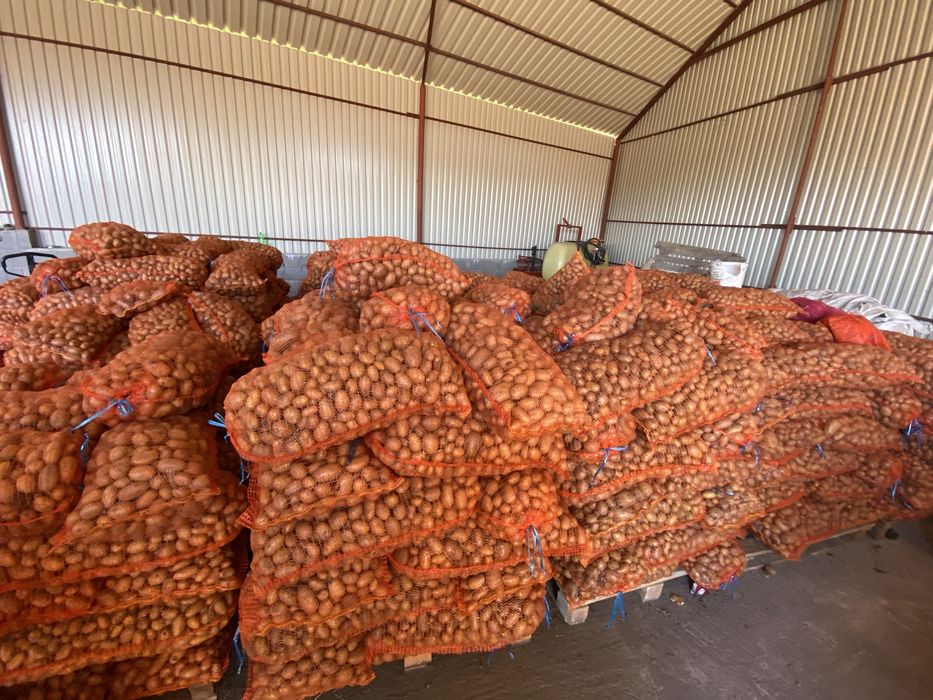 Cartofi pentru animale