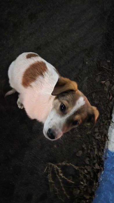 Щенку нужен дом! Срочно!