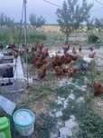 Vând găini,CRESCUTE BIO de anu ăsta 3/3 kg jumate 100 lei fix bucata