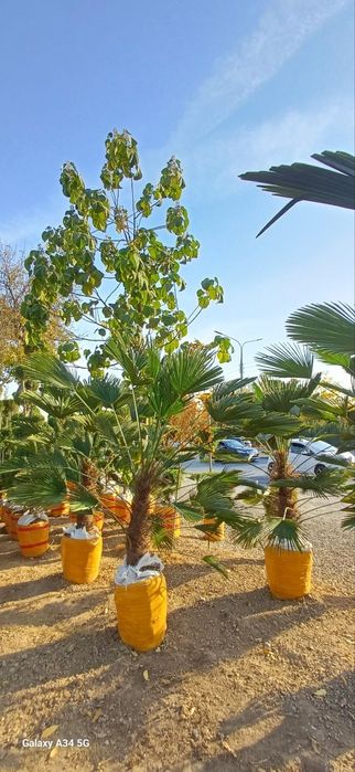 Манзарали арча дарахлар оптом нархда телефон кивурила хохлаган объёмда