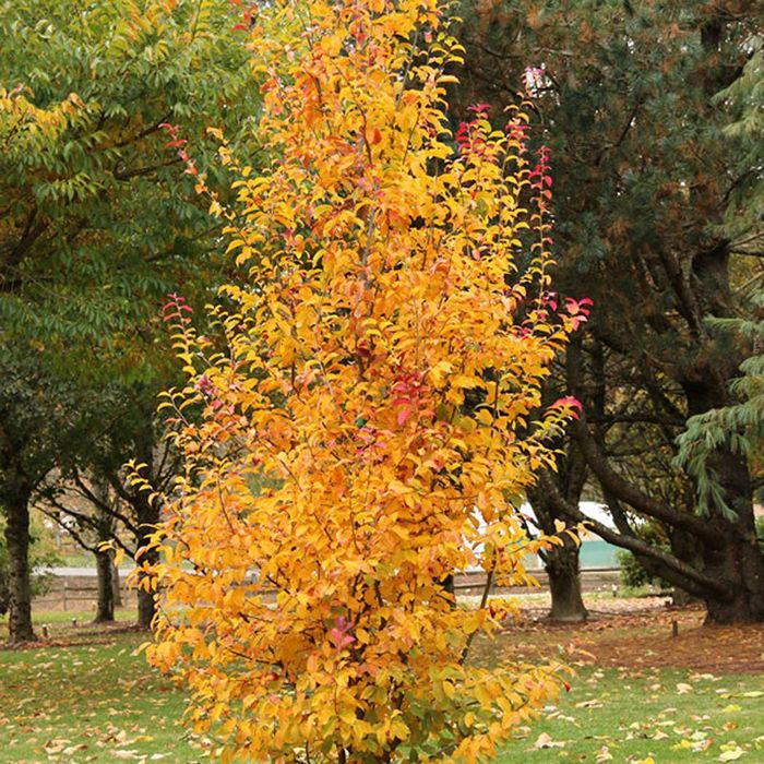 Arborele de Fier Persan