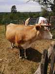 Vaca de vanzare.