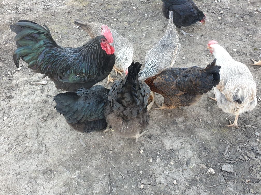 Familie Australorp tânără cocoș+3 găinuțe