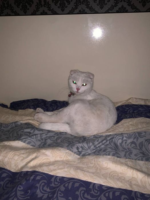 zotli mushu sotiladi qarashga odam yoligi sabab