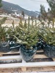 Molizi argintii Kaibab Premium- Picea pungens glauca Kaibab- H 60-80cm