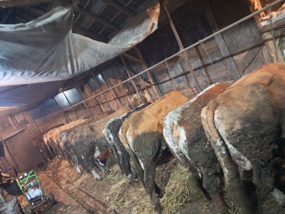 vamd 14 vaci de lapte