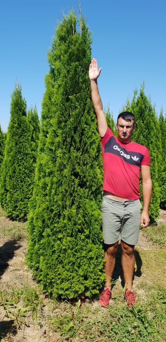 Plante ornamentale,  exotice, gazon rulou, sisteme de irigatie, etc