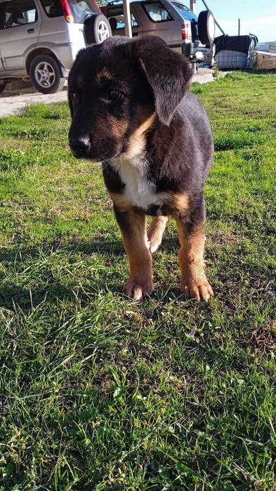 Продавам гончета 2 броя на 2 месеца и половина.