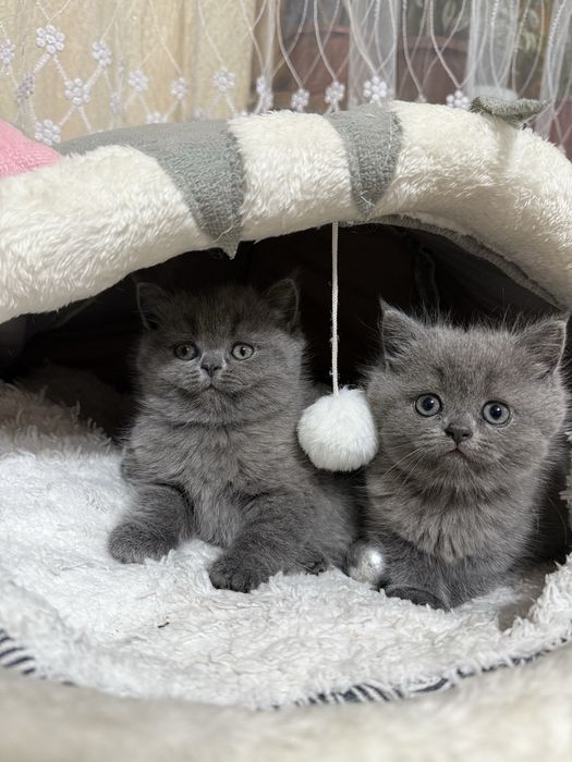 Продаются котята девочки страйты