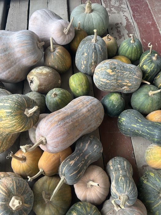 Тыква домашняя,местная,Тараз