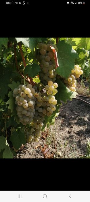 Vand struguri de vin!!!
