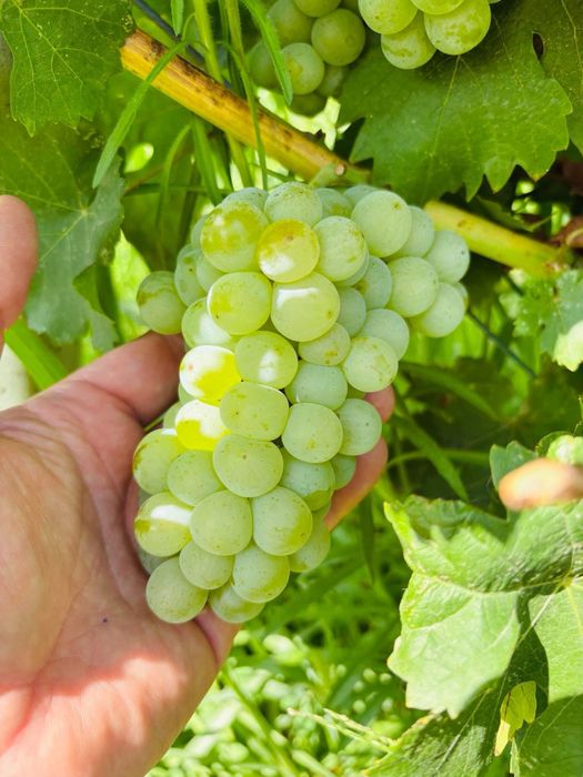 Plantatie vita de vie