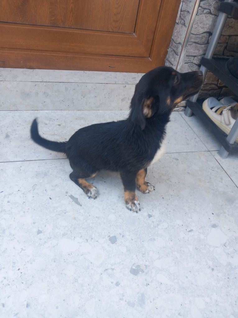 Donez pui de caine