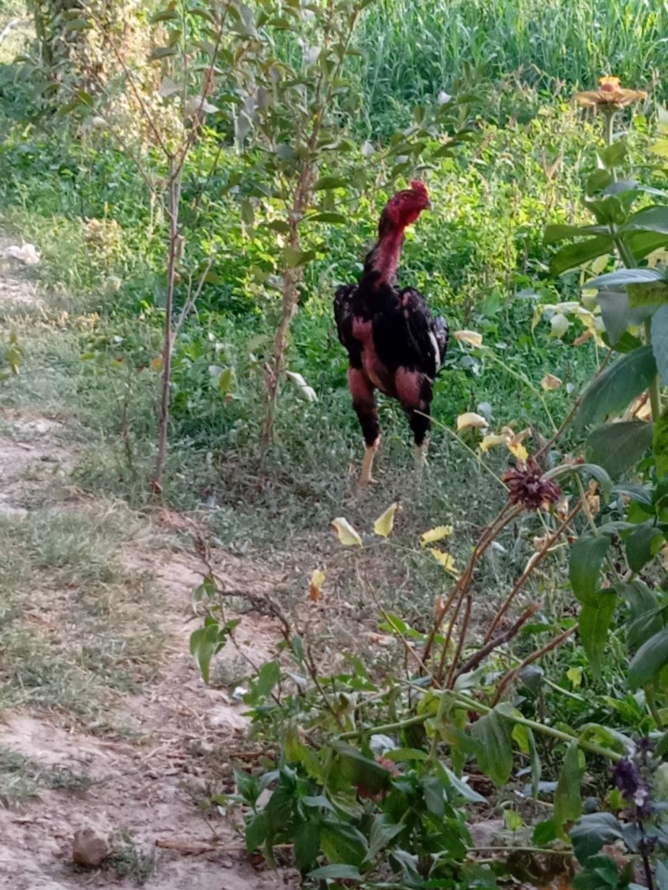 Kulongi huroz sotiladi zoti qoni toza