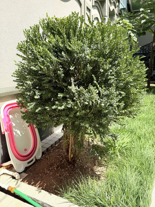 Шамшот сотилади бойи 150 ундан баланди хам пастихам бор